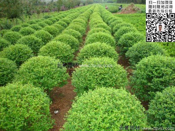180~200公分小葉女貞球價格_報(bào)價 180~200公分小葉女貞球價格_報(bào)價