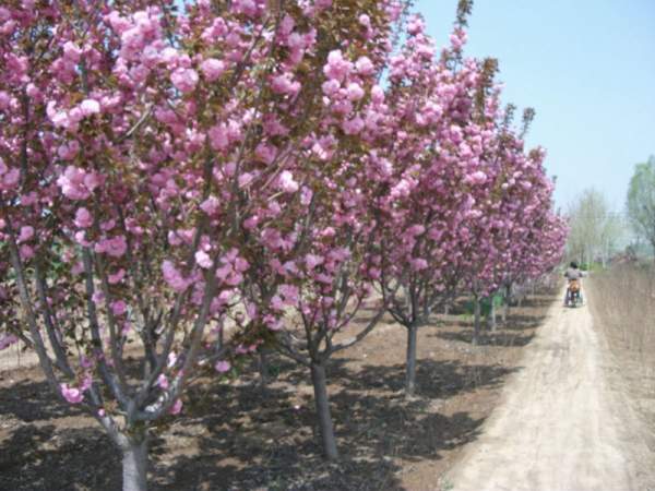 櫻花基地低價(jià)供應(yīng)櫻花小苗，價(jià)格低質(zhì)量好