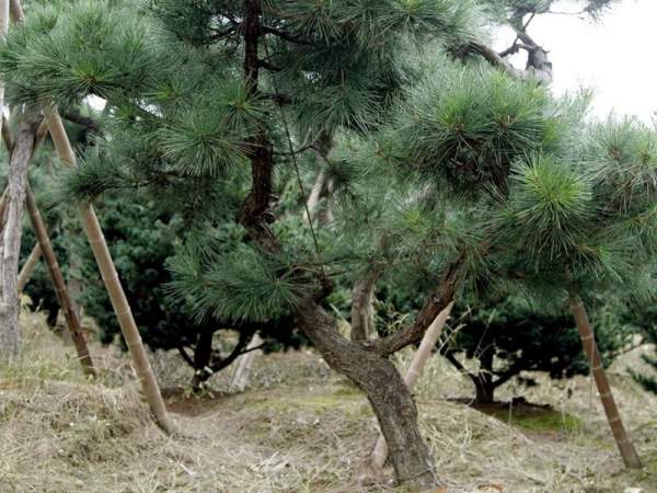 造型黑松樹(shù)哪里便宜？哪家的質(zhì)量好？