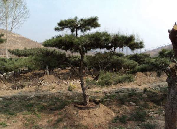 造型黑松樹(shù)哪里便宜？哪家的質(zhì)量好？