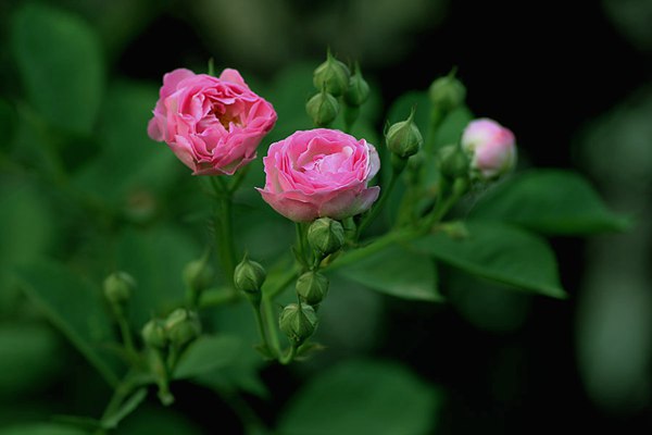 哪里有薔薇花苗賣？薔薇花苗批發(fā)