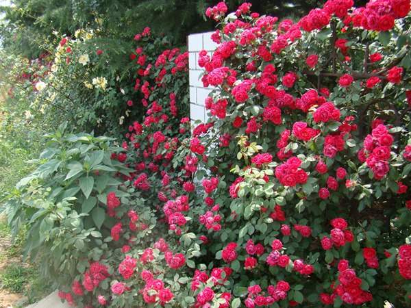 哪里有薔薇花苗賣？薔薇花苗批發(fā)