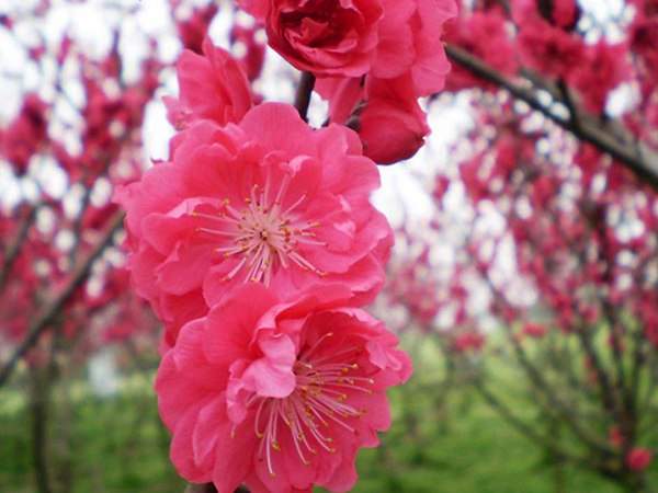 紅梅花一般什么時(shí)候開(kāi)花?