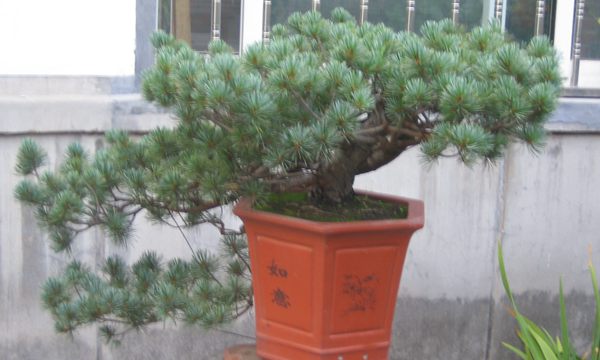 五針?biāo)稍煨?/> </p><p>
	五針?biāo)芍仓贻^矮，生長緩慢，葉短枝密，姿態(tài)高雅，樹形優(yōu)美，是制作盆景的上乘樹種，制作出的五針?biāo)傻脑煨颓ё税賾B(tài)，觀賞性非常好。</p>
      </div>



      
    </article>
  </main>

</div>
<footer id=