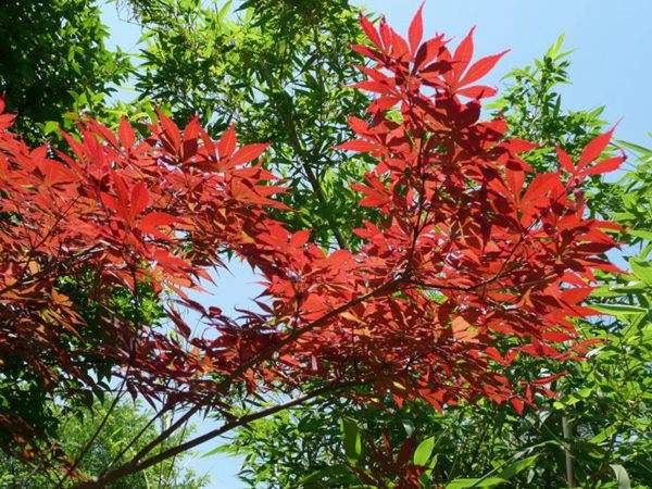 紅楓作衫，白楊為裙，美的傾國傾城！