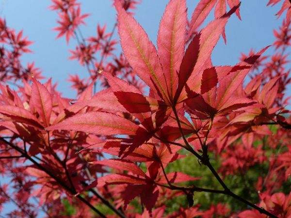 紅楓作衫，白楊為裙，美的傾國傾城！