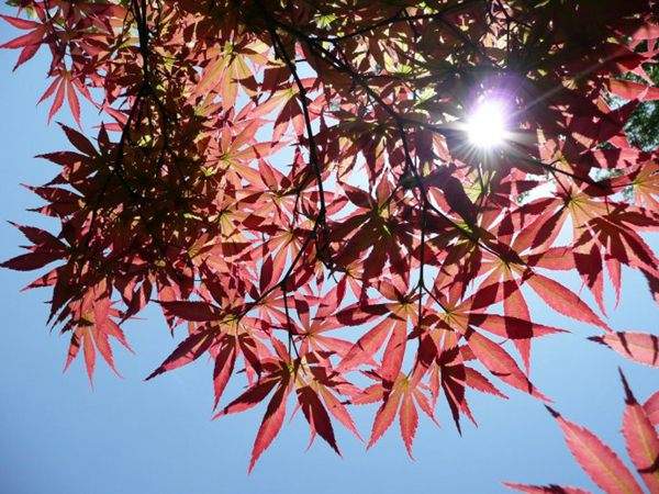 紅楓作衫，白楊為裙，美的傾國傾城！