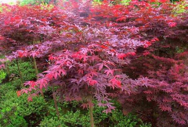 紅楓作衫，白楊為裙，美的傾國傾城！