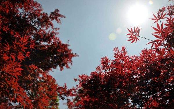 紅楓作衫，白楊為裙，美的傾國傾城！