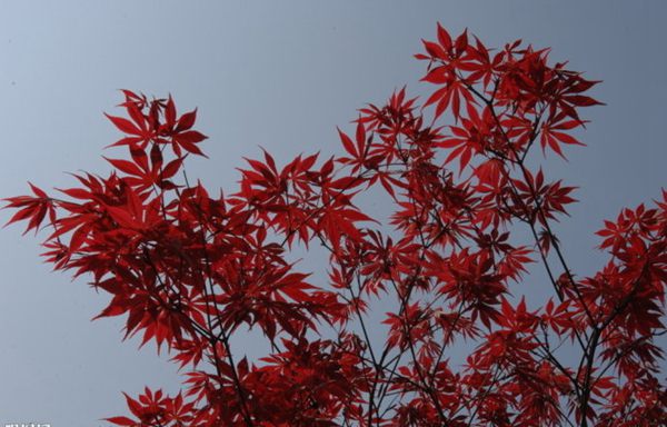 紅楓作衫，白楊為裙，美的傾國傾城！