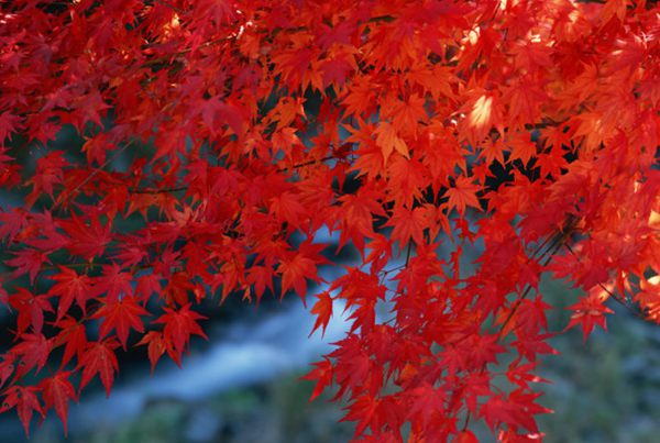 紅楓作衫，白楊為裙，美的傾國傾城！