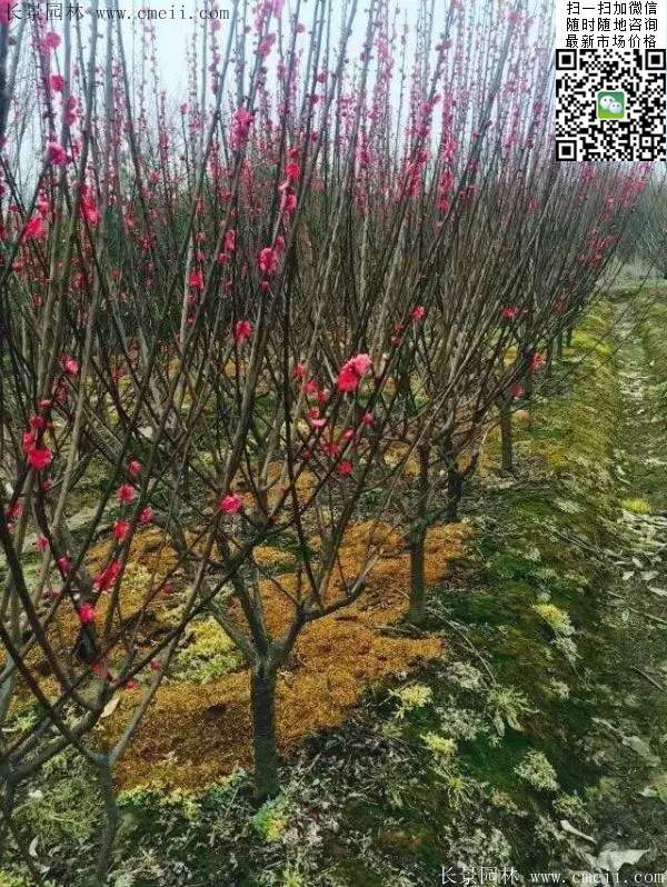 國(guó)內(nèi)數(shù)一數(shù)二紅梅花產(chǎn)地，你知道幾個(gè)