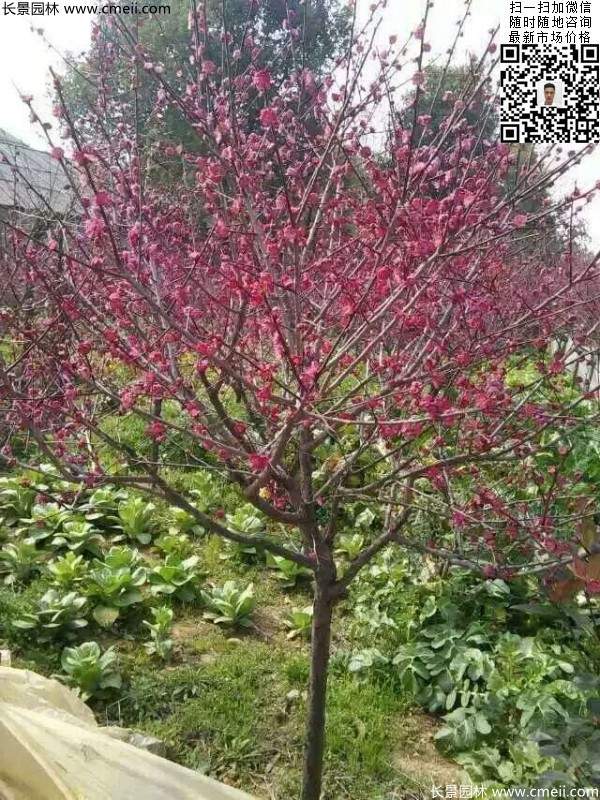 國(guó)內(nèi)數(shù)一數(shù)二紅梅花產(chǎn)地，你知道幾個(gè)