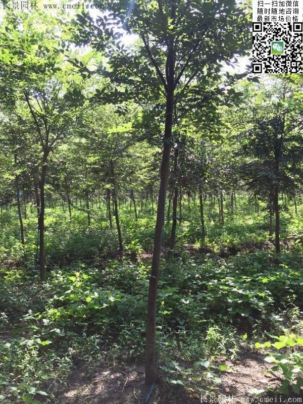 櫸樹哪里便宜？麻煩推薦一家大型，有誠(chéng)信的單位！
