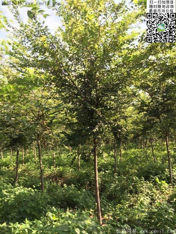 櫸樹哪里便宜？麻煩推薦一家大型，有誠(chéng)信的單位！