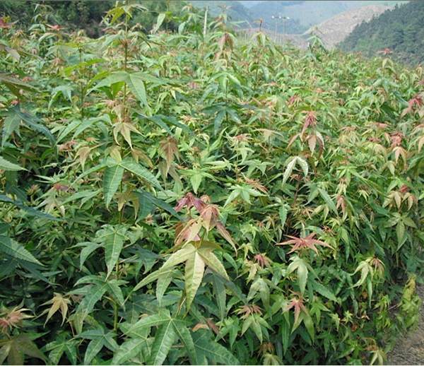 沭陽(yáng)青楓樹 沭陽(yáng)青楓樹
