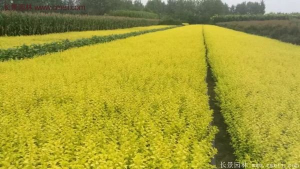金葉女貞苗、金葉女貞球