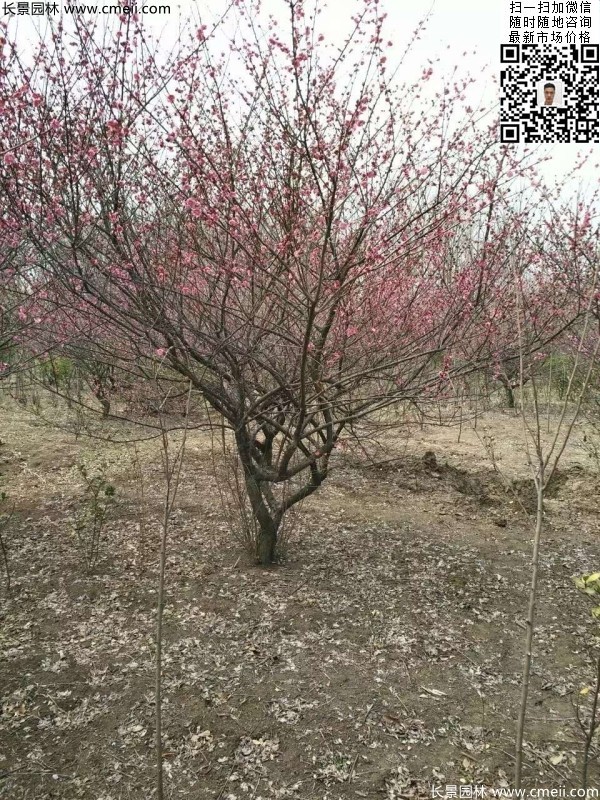 地徑5-7公分紅梅，數(shù)量7000棵左右