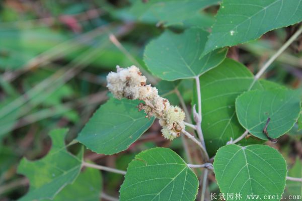 紅葉烏桕圖片紅葉烏桕基地實(shí)拍 紅葉烏桕圖片紅葉烏桕基地實(shí)拍