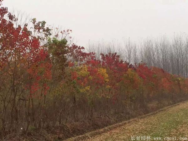 紅葉烏桕圖片紅葉烏桕基地實(shí)拍 紅葉烏桕圖片紅葉烏桕基地實(shí)拍