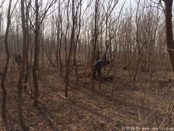 紅葉烏桕圖片紅葉烏桕基地實(shí)拍 紅葉烏桕圖片紅葉烏桕基地實(shí)拍