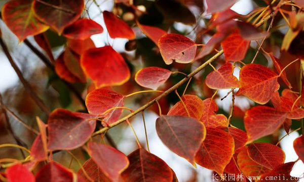 紅葉烏桕圖片紅葉烏桕基地實(shí)拍 紅葉烏桕圖片紅葉烏桕基地實(shí)拍