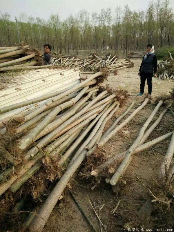 垂柳圖片垂柳基地實(shí)拍 垂柳圖片垂柳基地實(shí)拍