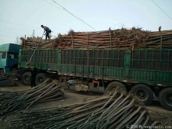 垂柳圖片垂柳基地實(shí)拍 垂柳圖片垂柳基地實(shí)拍
