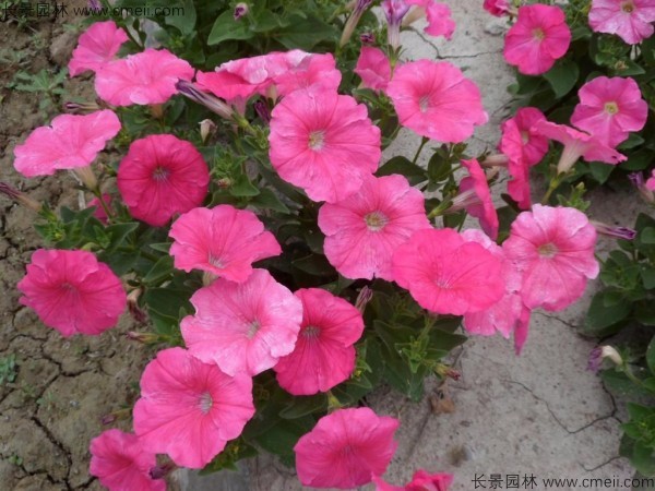 牽?；ǚN子發(fā)芽出苗開花圖片