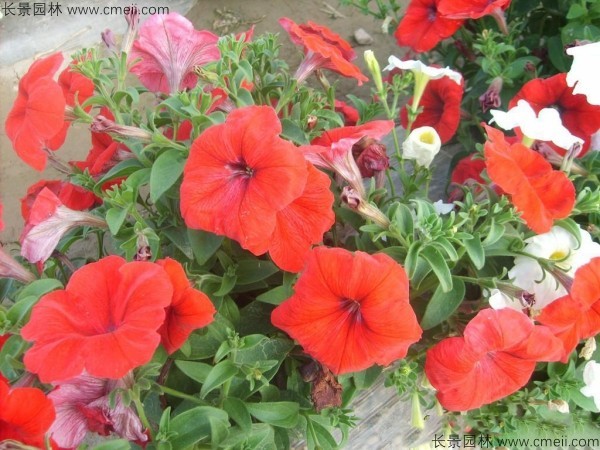 牽?；ǚN子發(fā)芽出苗開花圖片