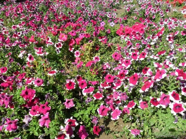 牽?；ǚN子發(fā)芽出苗開花圖片