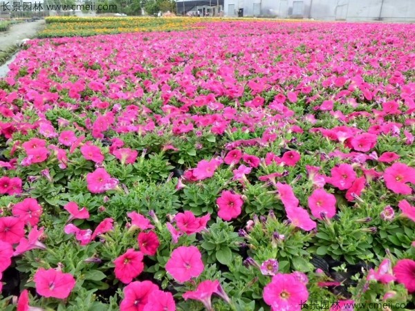 牽?；ǚN子發(fā)芽出苗開花圖片