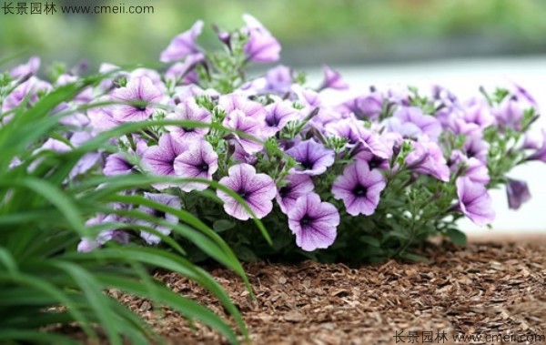 牽?；ǚN子發(fā)芽出苗開花圖片