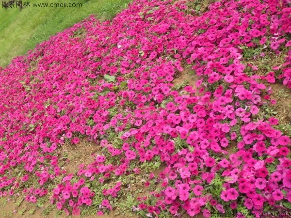 牽?；ǚN子發(fā)芽出苗開花圖片