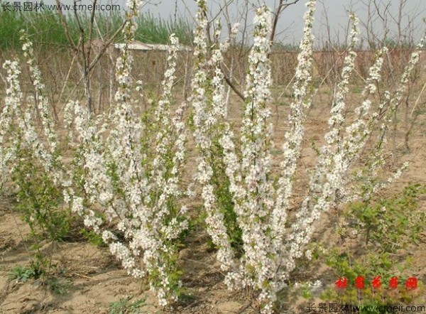 鈣果種子發(fā)芽出苗開花結果圖片