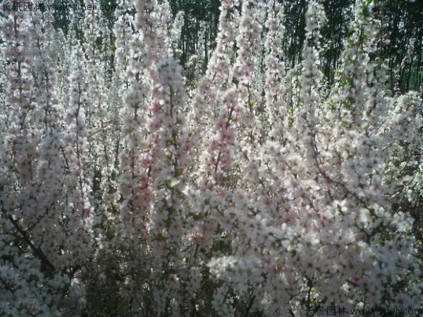 鈣果種子發(fā)芽出苗開花結果圖片