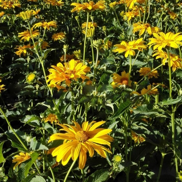 日光菊種子發(fā)芽出苗開花圖片 日光菊種子發(fā)芽出苗開花圖片