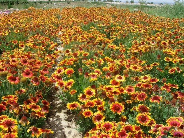 天人菊種子發(fā)芽出苗開花圖片 天人菊種子發(fā)芽出苗開花圖片