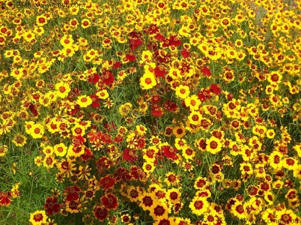 金雞菊種子發(fā)芽出苗開花圖片 金雞菊種子發(fā)芽出苗開花圖片