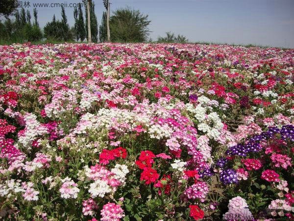 美國石竹種子發(fā)芽出苗開花圖片 美國石竹種子發(fā)芽出苗開花圖片