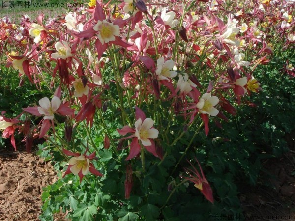 耬斗菜種子發(fā)芽出苗開花圖片 耬斗菜種子發(fā)芽出苗開花圖片