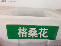 格?；ǚN子