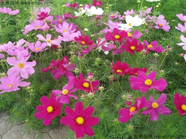 格?；ǚN子發(fā)芽出苗開花圖片