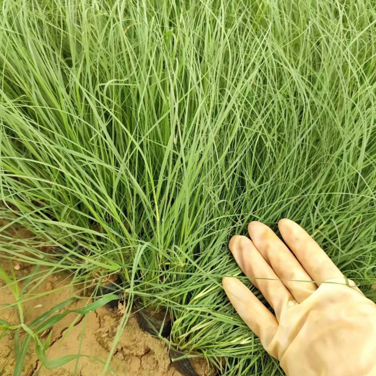 野牛草營養(yǎng)缽苗容器苗 野牛草營養(yǎng)缽苗容器苗