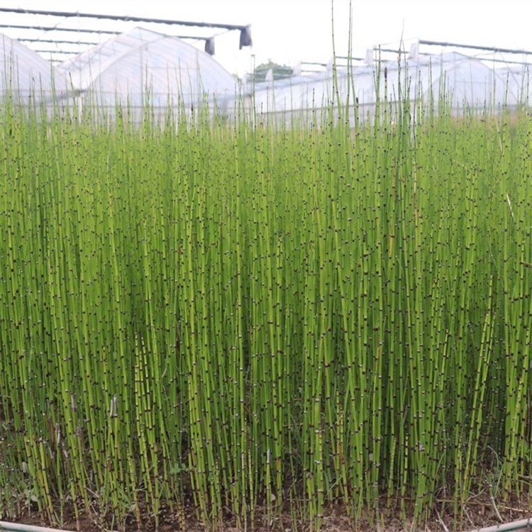 木賊 木賊